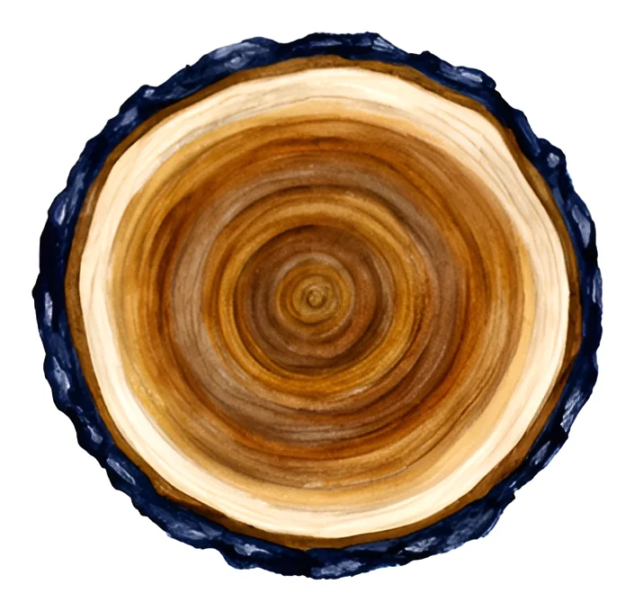 A painted cross-section of a tree trunk showing its growth rings.